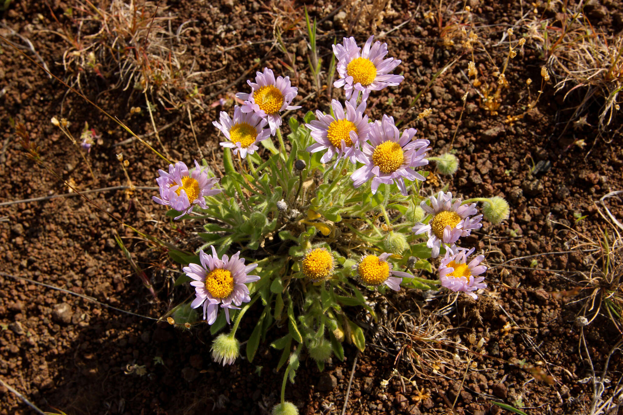 Imagem de Erigeron poliospermus A. Gray