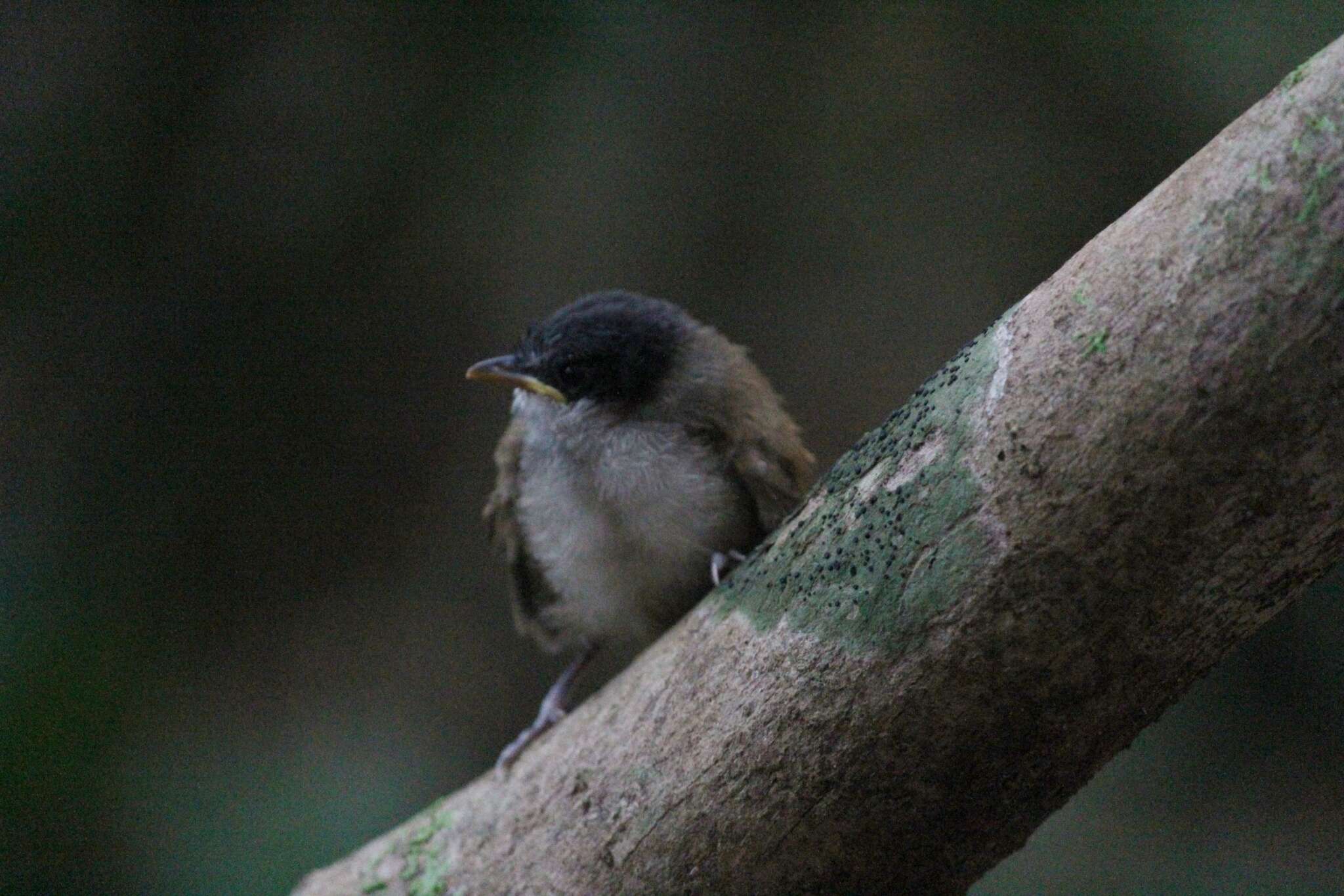 Слика од Dumetia atriceps (Jerdon 1839)