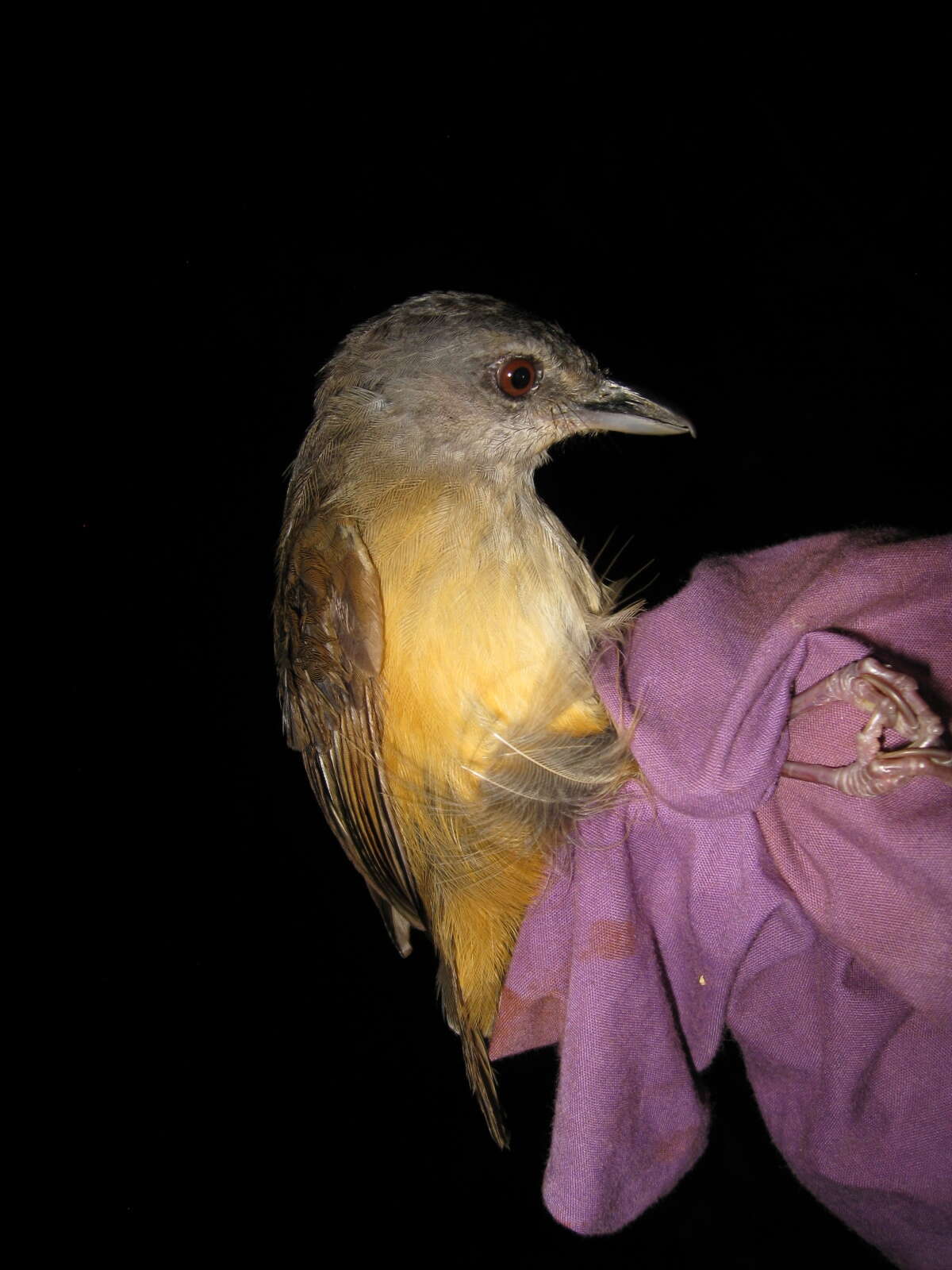 Image of Horsfield's Babbler