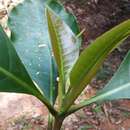 Chimarrhis latifolia Standl. resmi