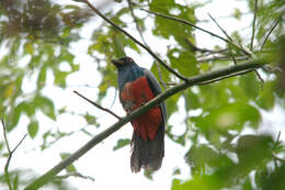 Image of Black-tailed Trogon