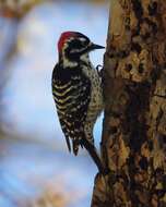 Image of Nuttall's Woodpecker