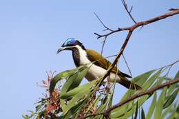 Image of Cape York Blue-faced Honeyeater