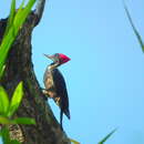 Image of Dryocopus lineatus lineatus (Linnaeus 1766)