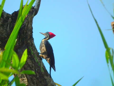 Imagem de Dryocopus lineatus lineatus (Linnaeus 1766)