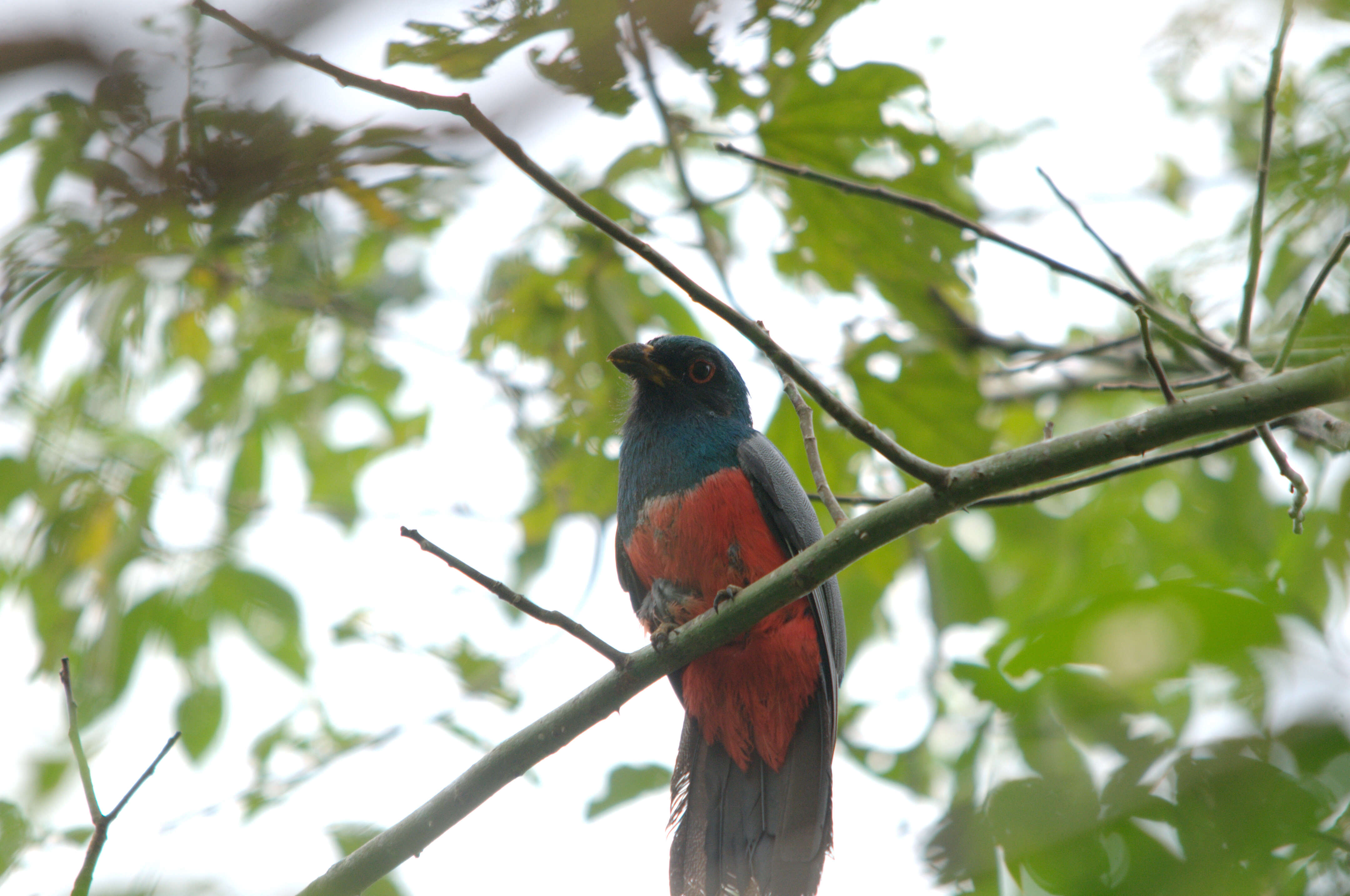 Image of Black-tailed Trogon