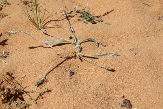 Image of Plantago cylindrica Forssk.