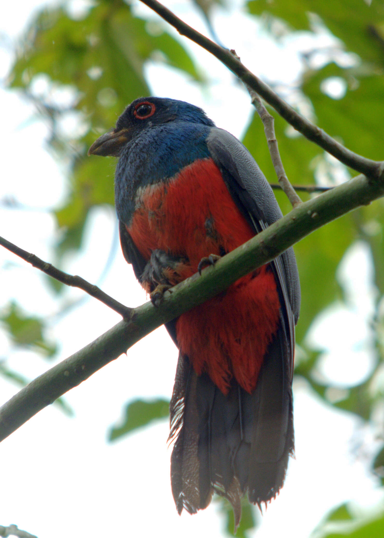 Image of Black-tailed Trogon