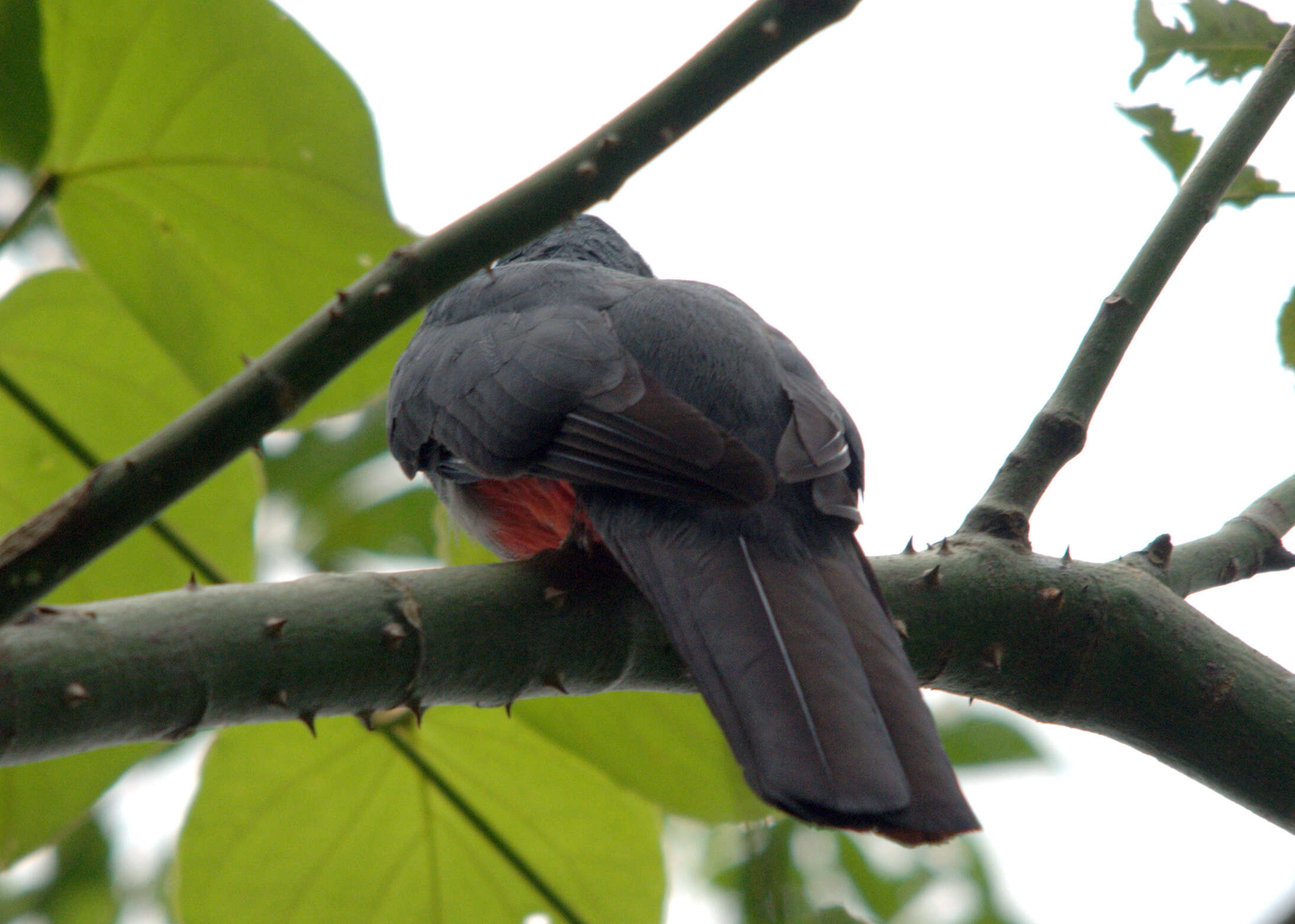 Image of Black-tailed Trogon