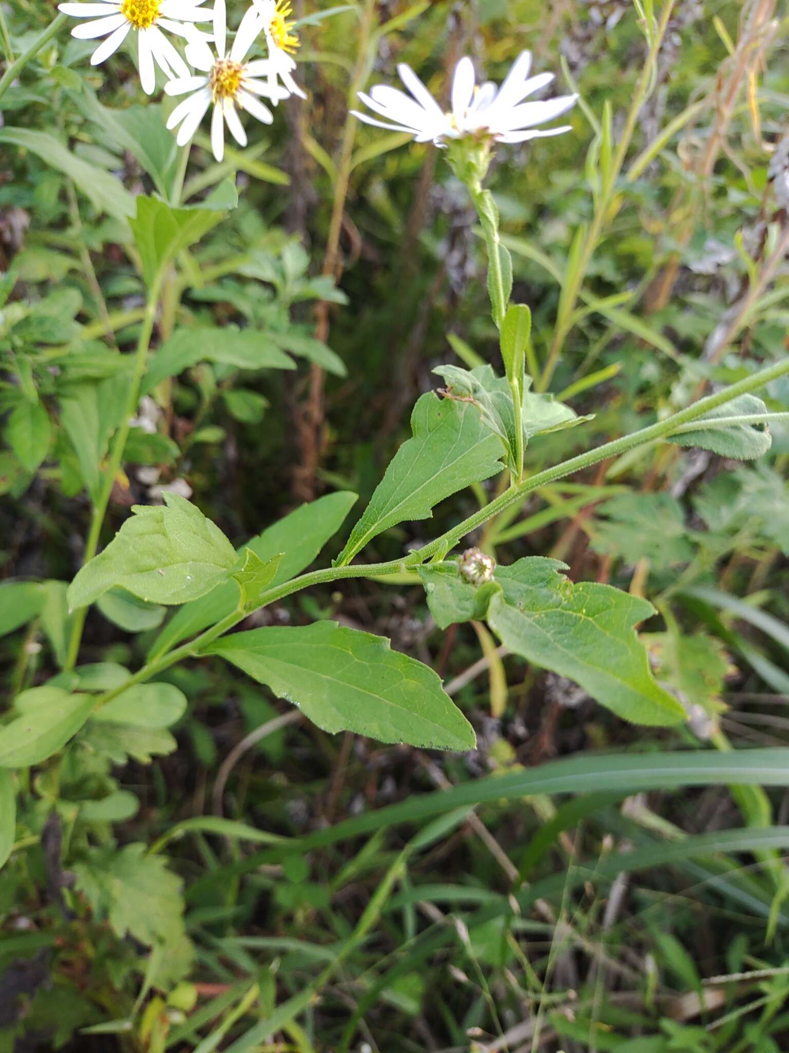 Image of Aster ovatus var. microcephalus (Miq.) Mot. Ito & A. Soejima