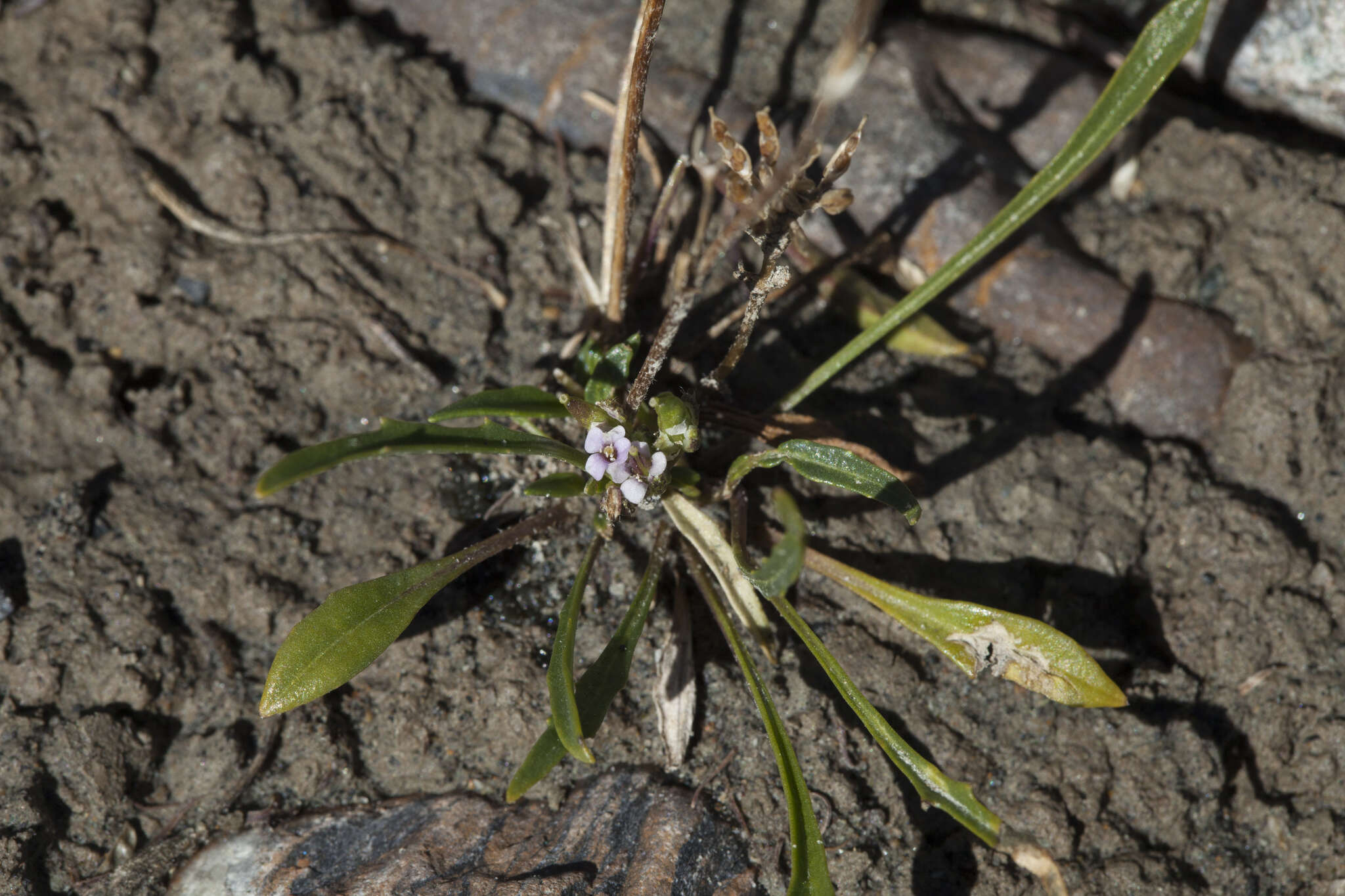 Image of Braya rosea (Turcz.) Bunge