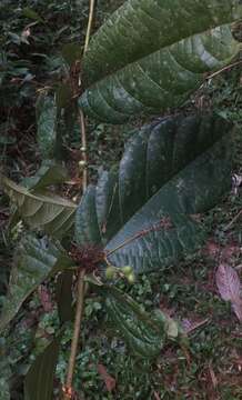 Image of Cordia nodosa Lam.