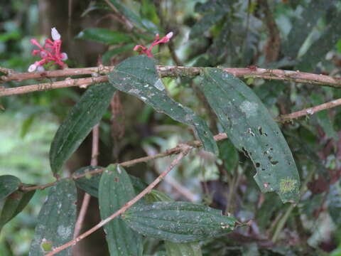 Plancia ëd Thibaudia costaricensis Hørold