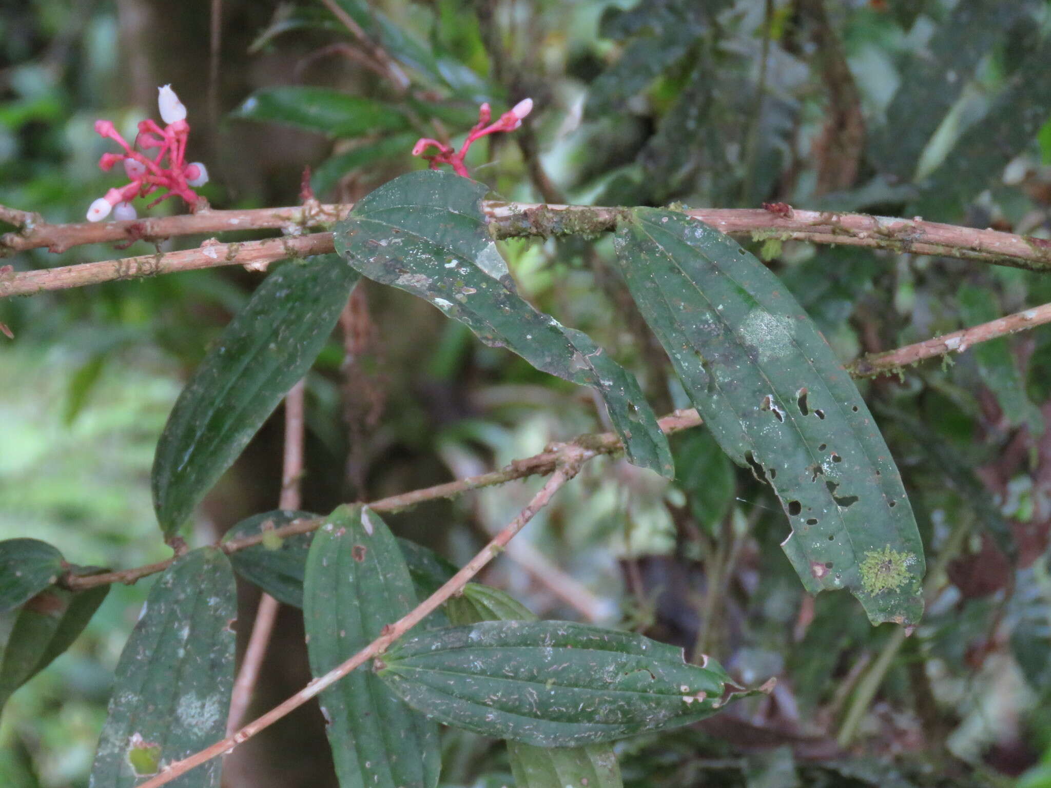 Image of Thibaudia costaricensis Hørold