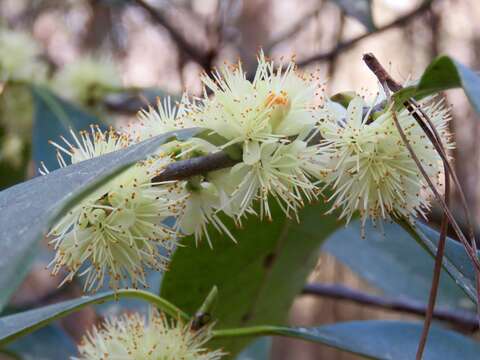 Image of common sweetleaf