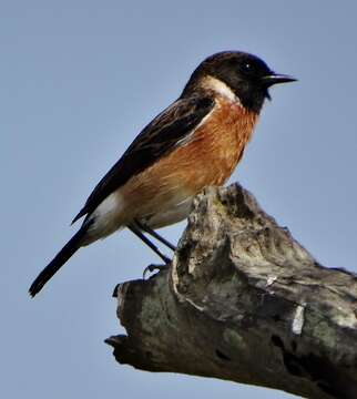 صورة Saxicola torquatus torquatus (Linnaeus 1766)