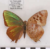 Image of Arhopala hellenore Doherty 1889