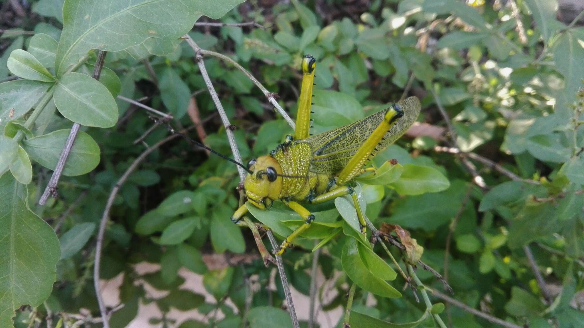 Image of Tropidacris cristata (Linnaeus 1758)