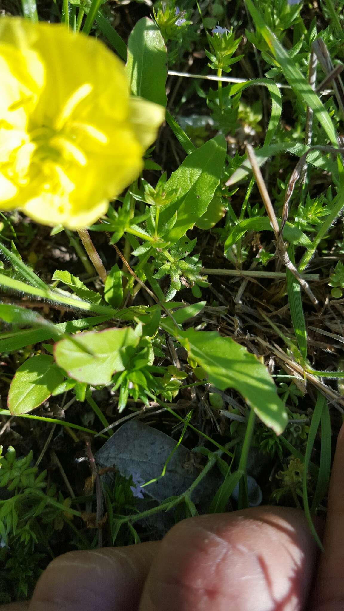 Plancia ëd Oenothera berlandieri (Spach) Walp.