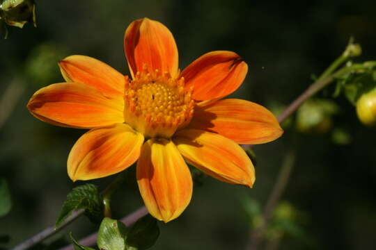 Image of red dahlia