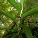 Bulbophyllum betchei F. Muell.的圖片