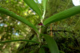 Bulbophyllum betchei F. Muell.的圖片