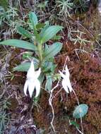 Image de Angraecum mauritianum (Poir.) Frapp.