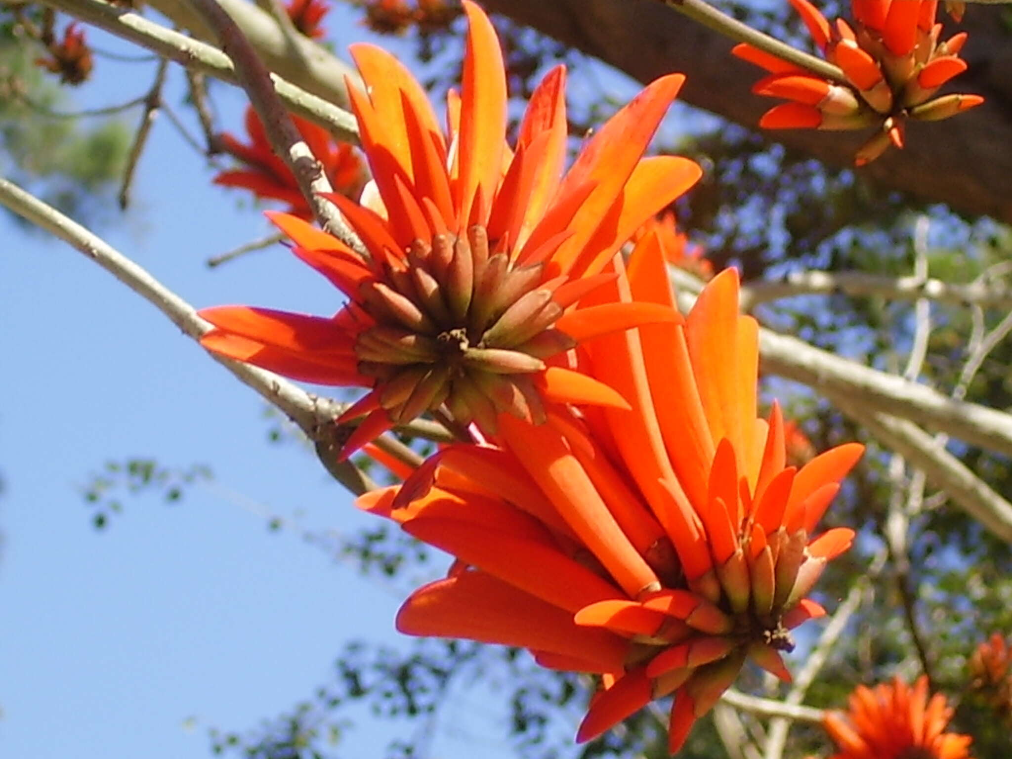 Image of Coral tree