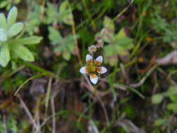 Image of Saxifraga strigosa Wall.