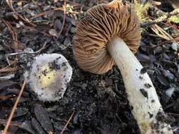 Image of Cortinarius cylindripes Kauffman 1905