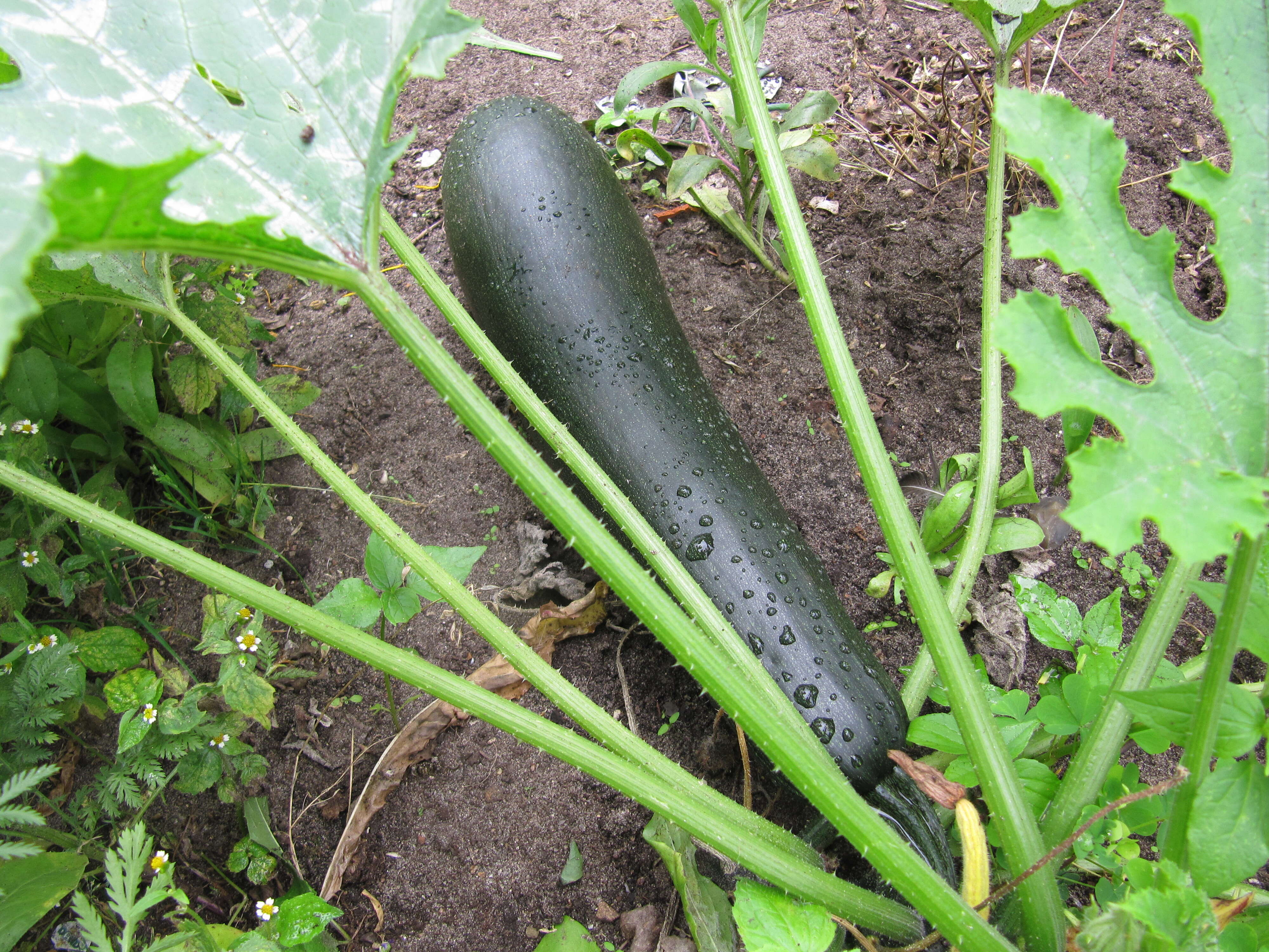 Image of field pumpkin