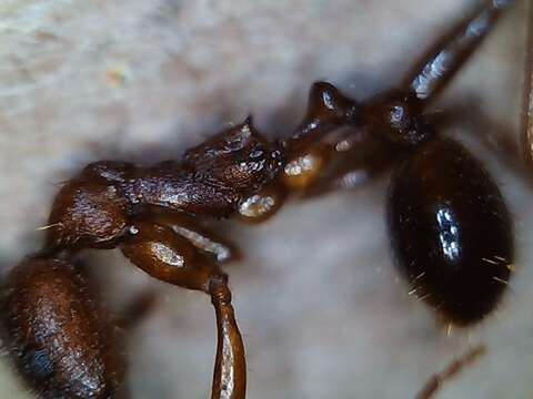 Image of Aphaenogaster texana Wheeler 1915