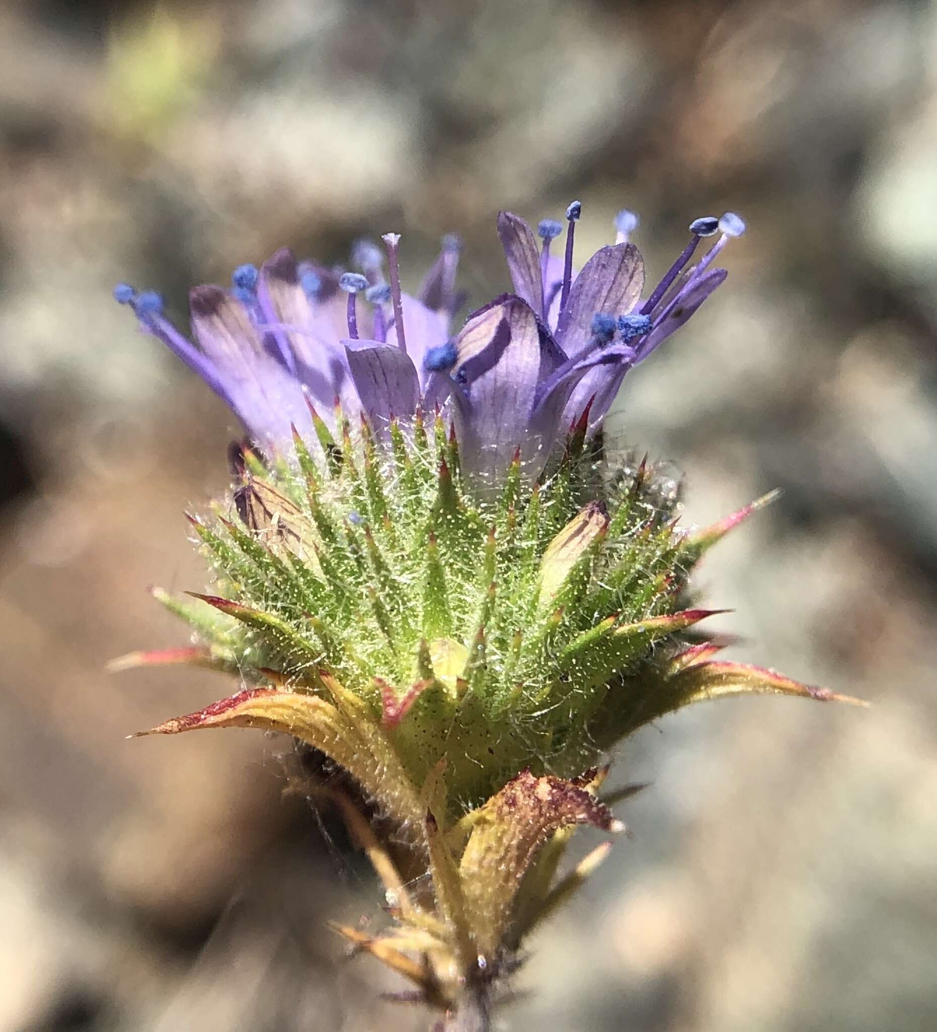 Image of Calistoga pincushionplant