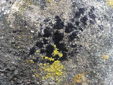 Image of wart lichen