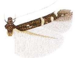 Image of Cosmopterix amalthea