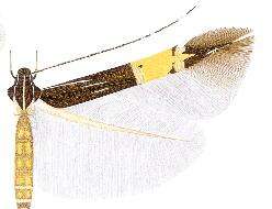 Image of Cosmopterix attenuatella Walker 1864