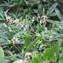 Image of Tricyrtis macropoda Miq.