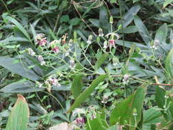 Image de Tricyrtis macropoda Miq.