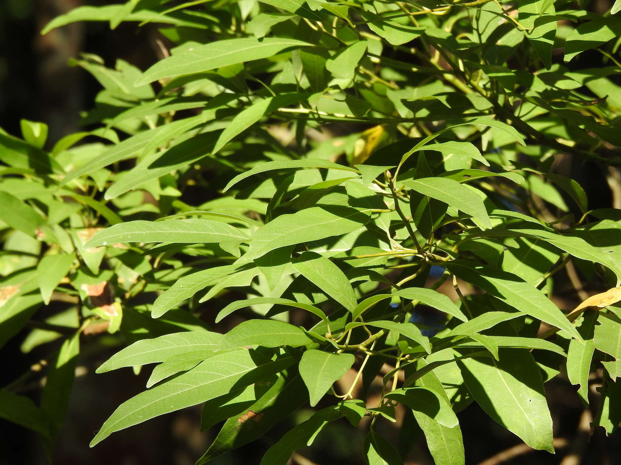 Plancia ëd Machilus zuihoensis Hayata