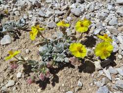 Helianthemum pannosum Boiss.的圖片