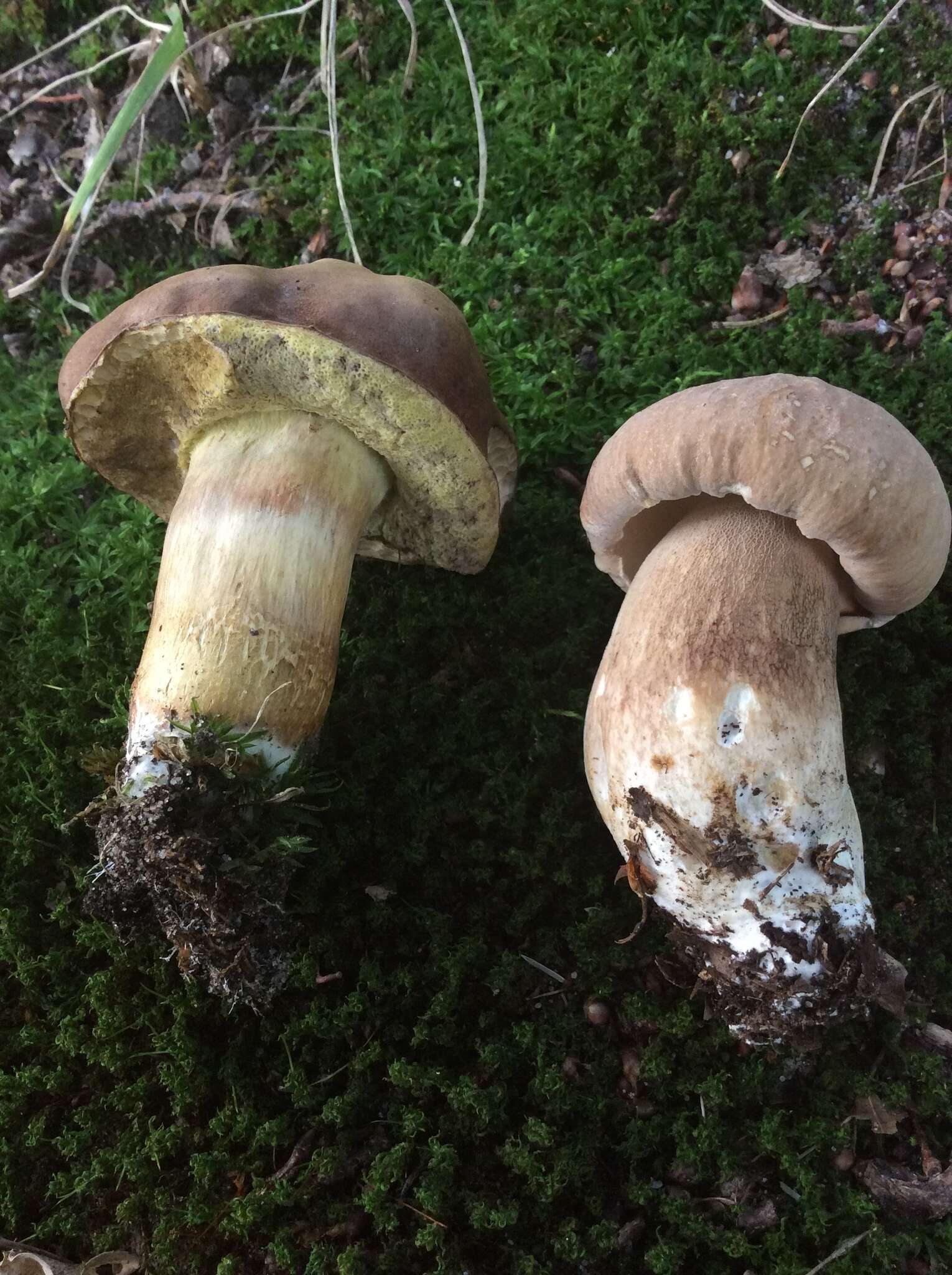 Image of summer cep