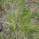 Image de Carex stérile