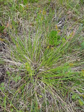 Image de Carex stérile