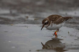 Image of Shore Dotterel