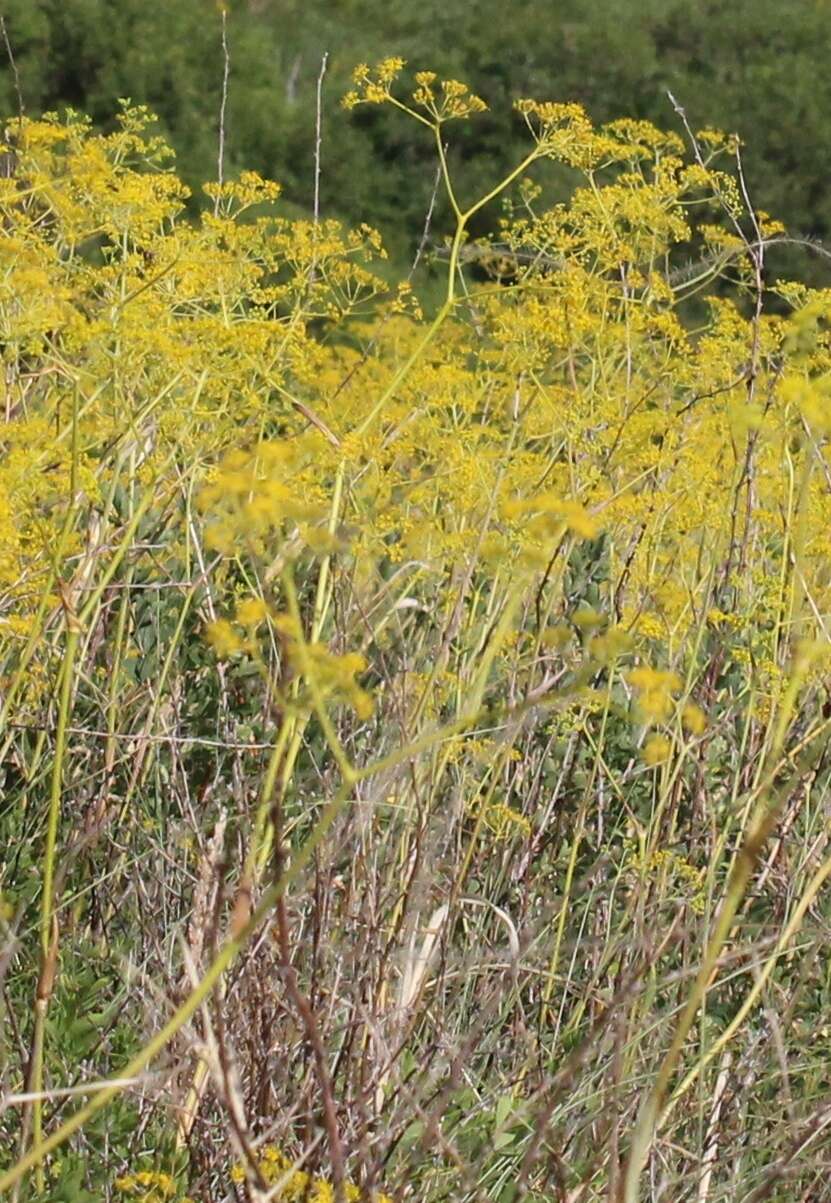 Image of Ferula tatarica Fischer ex Sprengel