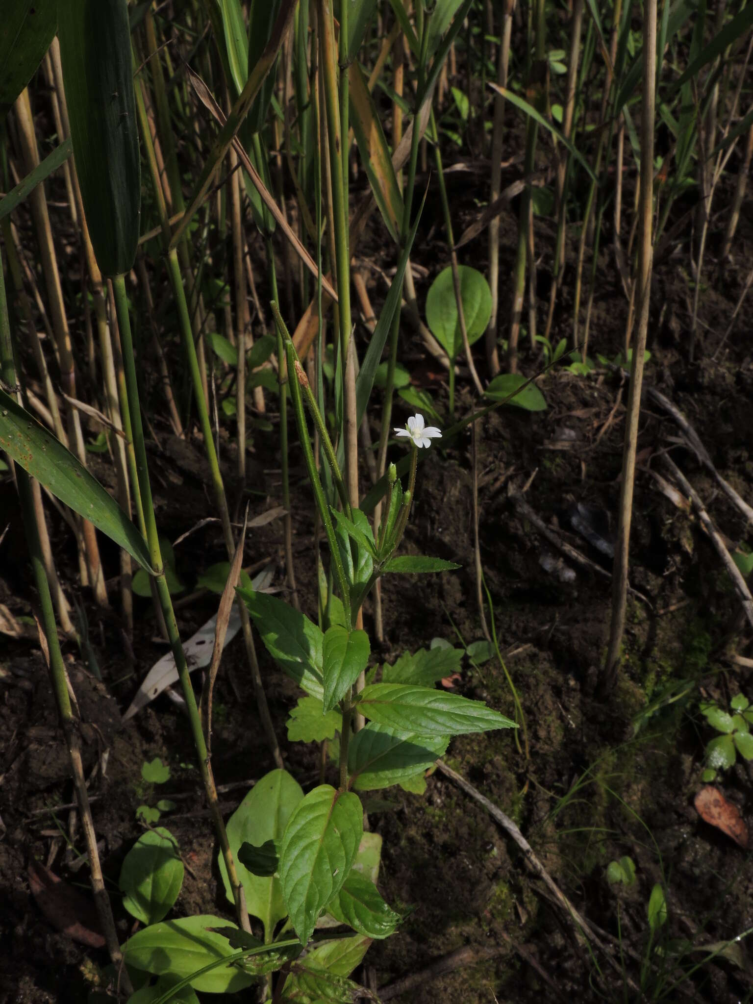 Imagem de Epilobium pseudorubescens A. K. Skvortsov