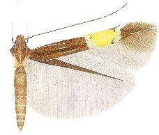 Image of Cosmopterix thyone