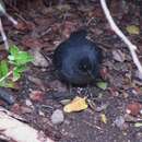 Scytalopus fuscus Gould 1837 resmi