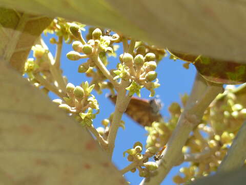 Image of Schefflera macrocarpa (Cham. & Schltdl.) Frodin