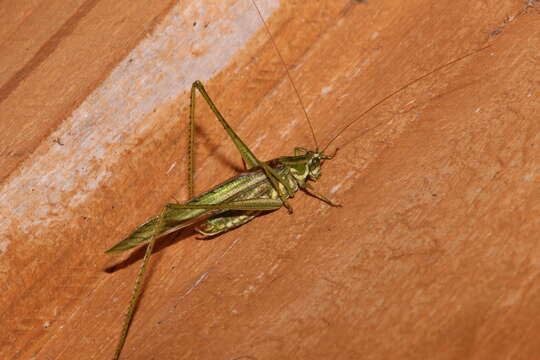 Image of Eastern Cypress Katydid